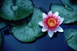 lotus-flower- Guru feet