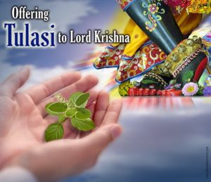 offeringtulasitokrishna