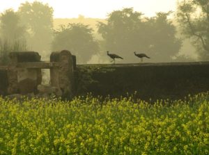 vrindavan